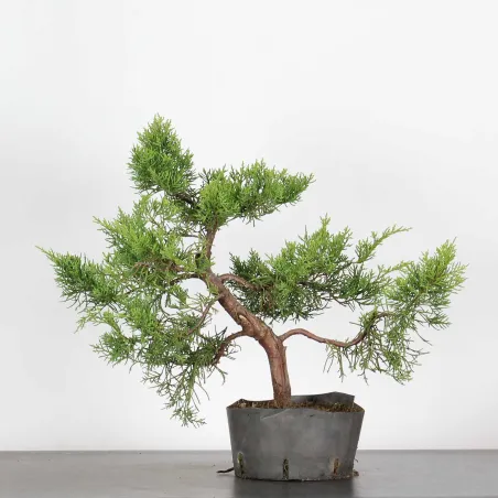 GENÉVRIER "JUNIPERUS COMMUNIS" 1-12