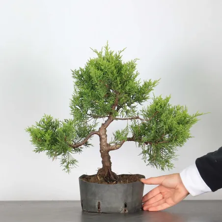 Bonsai Genévrier de Chine