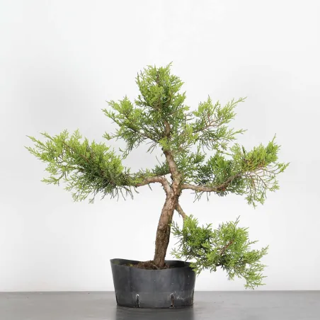 GENÉVRIER "JUNIPERUS COMMUNIS" 1-14