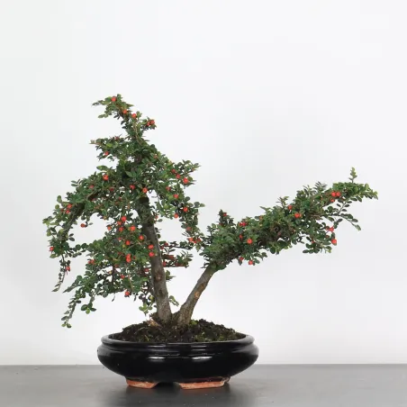 Bonsai Cotoneaster