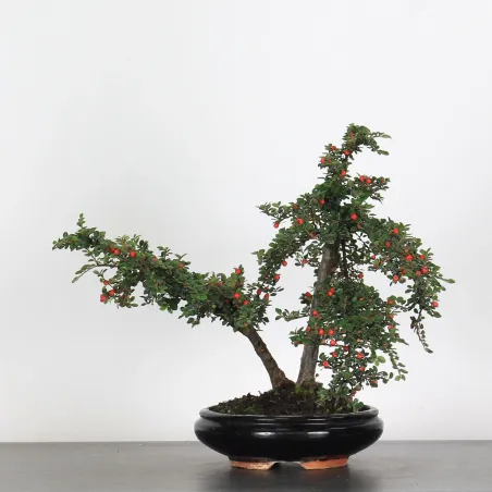 image supplémentaire - COTONEASTER CO-1-1