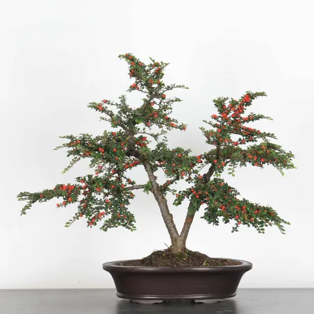 Bonsai Cotoneaster