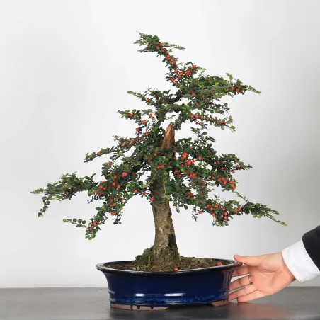 Bonsai Cotoneaster