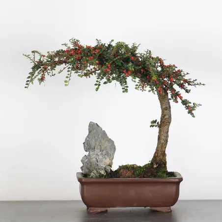 Bonsai Cotoneaster