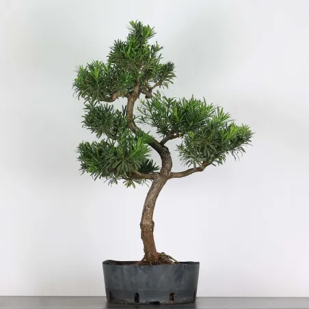 PIN DE BOUDDHA "PODOCARPUS" 1-9