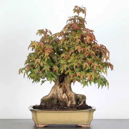 Bonsai Acer Palmatum AP-3-4