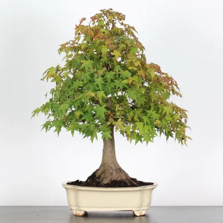 ERABLE DU JAPON "ACER PALMATUM" n°4-2