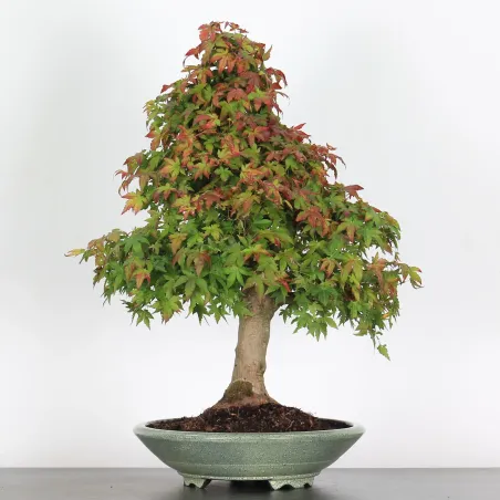 ACER PALMATUM AP-4-3