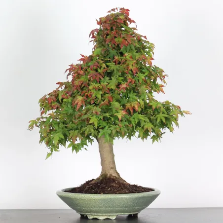 image supplémentaire - ACER PALMATUM AP-4-3