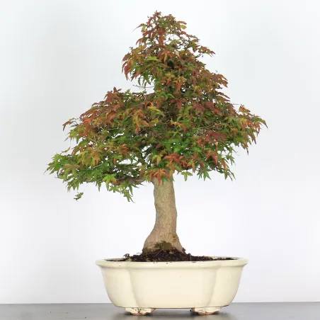 Bonsai Acer Palmatum AP-4-8