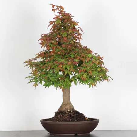 image supplémentaire - ACER PALMATUM AP-4-11