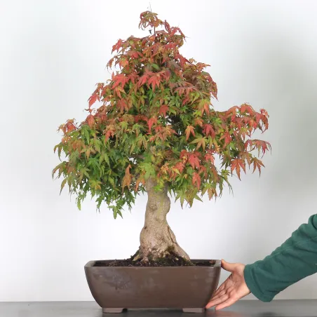 ERABLE DU JAPON "ACER PALMATUM" n°4-13