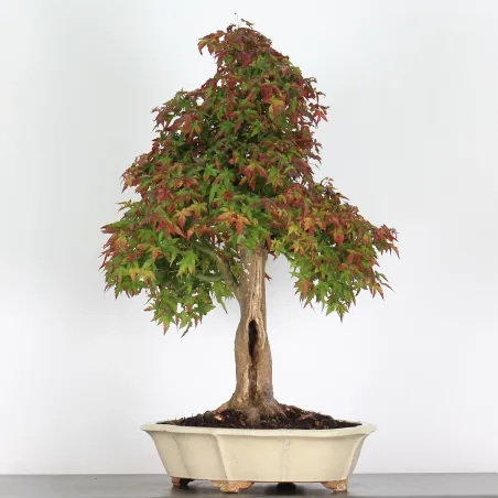 image supplémentaire - ACER PALMATUM AP-5-1