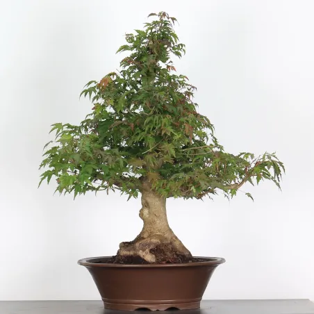 ACER PALMATUM AP-5-3