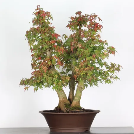 ERABLE DU JAPON "ACER PALMATUM" n°5-6