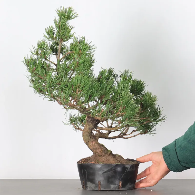 image supplémentaire - BONSAI PINUS MUGO 3-3