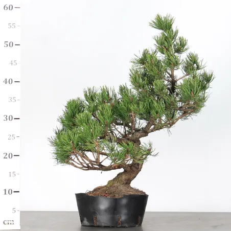 Mugo Bonsai Pine PM-3-3