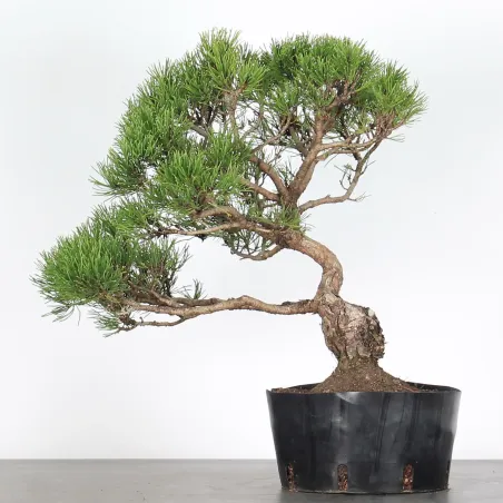 Mugo Bonsai Pine PM-3-4