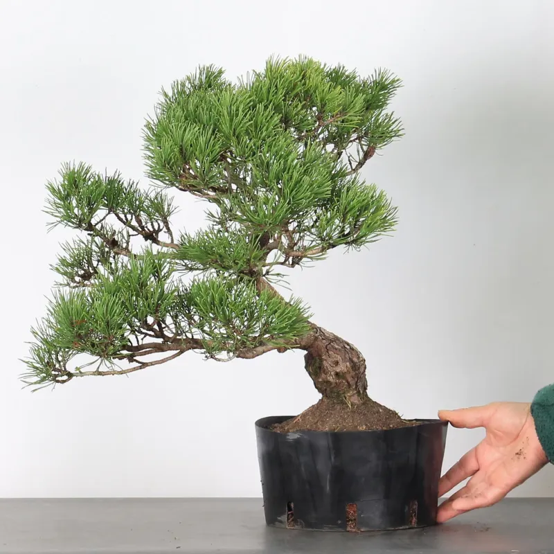 image supplémentaire - BONSAI PIN "PINUS MUGO" 3-4