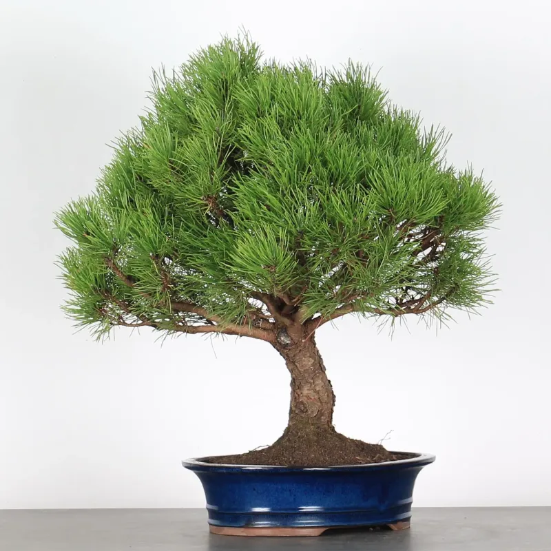 image supplémentaire - BONSAI PINUS MUGO 3-6