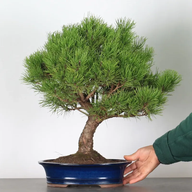 Pin mugo bonsai PM-3-6