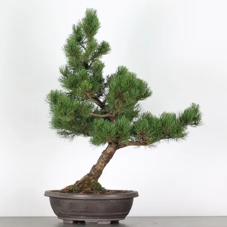 Mugo Bonsai Pine PM-3-8