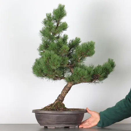 image supplémentaire - BONSAI PINUS MUGO 3-8