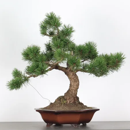 Mugo Bonsai Pine PM-3-9