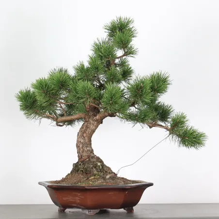 image supplémentaire - BONSAI PINUS MUGO 3-9