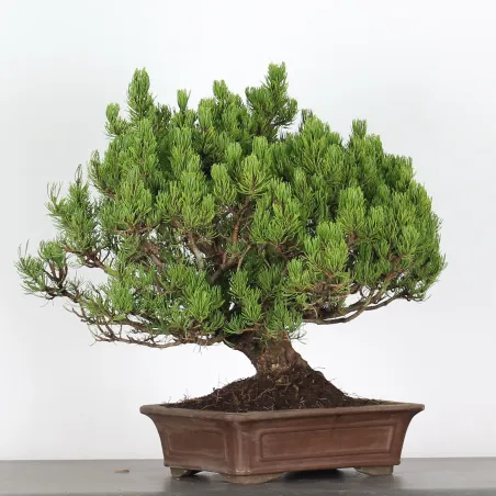 image supplémentaire - BONSAI PINUS MUGO 3-12