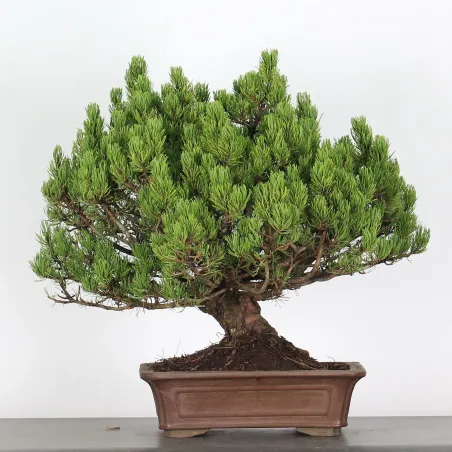 BONSAI PINUS MUGO 3-12