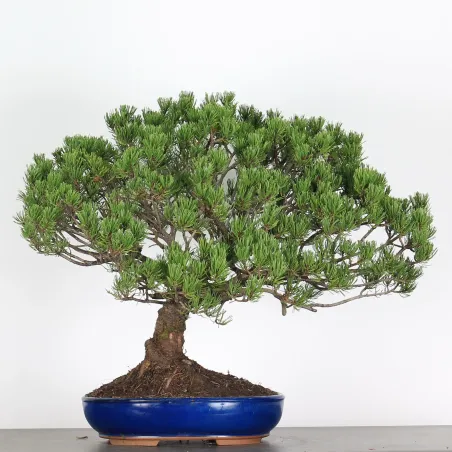 BONSAI PIN "PINUS MUGO" 3-13