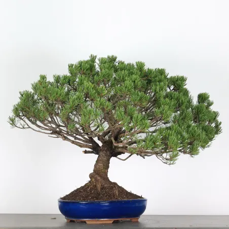 image supplémentaire - BONSAI PINUS MUGO 3-13