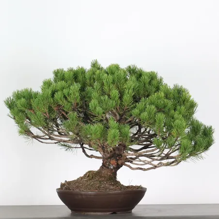 image supplémentaire - BONSAI PIN "PINUS MUGO" 3-15