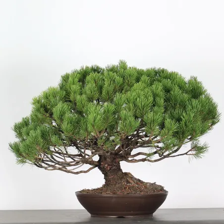 BONSAI PINUS MUGO 3-15