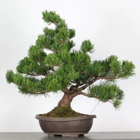 BONSAI PIN "PINUS MUGO" 3-16