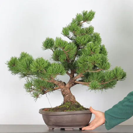 image supplémentaire - BONSAI PIN "PINUS MUGO" 3-16