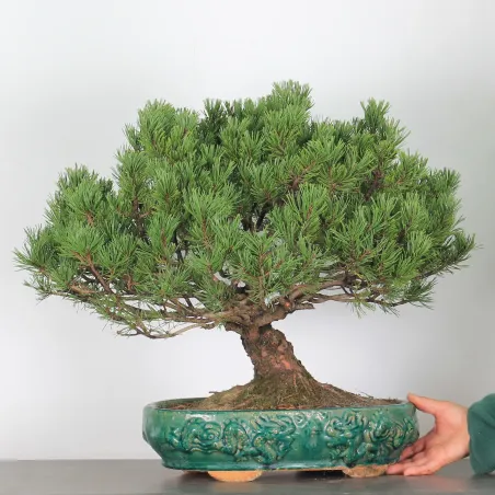 Pin mugo bonsai PM-4-3