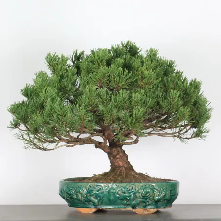 image supplémentaire - BONSAI PINUS MUGO 4-3