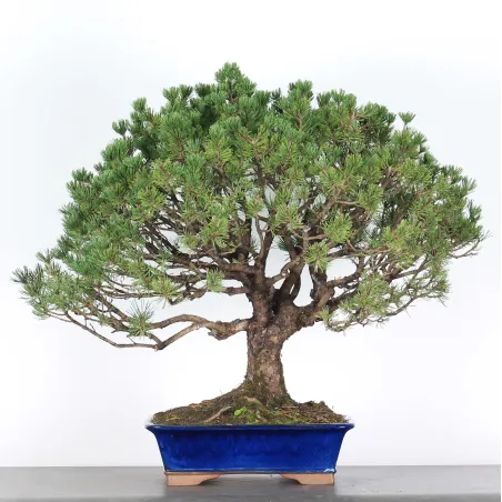 Mugo Bonsai Pine PM-4-4