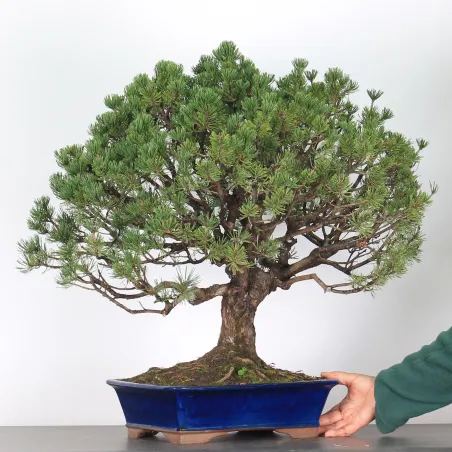 image supplémentaire - BONSAI PINUS MUGO 4-4