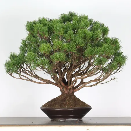 Mugo Bonsai Pine PM-4-6