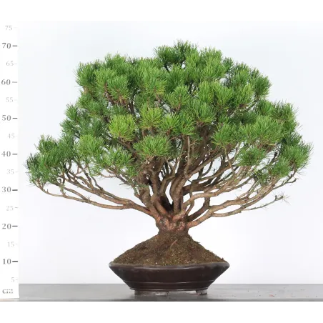 image supplémentaire - BONSAI PINUS MUGO 4-6