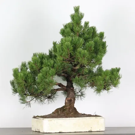 image supplémentaire - BONSAI PINUS MUGO 4-7