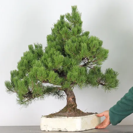 Pin mugo bonsai PM-4-7