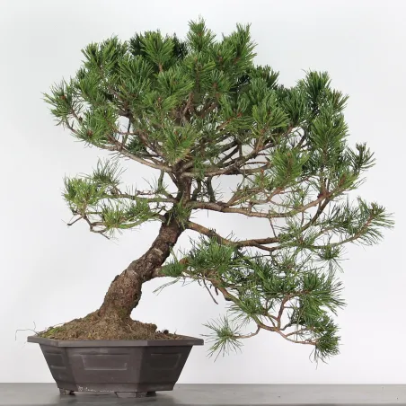 Pin mugo bonsai PM-4-8