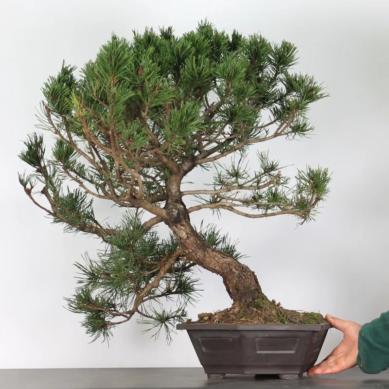 image supplémentaire - BONSAI PINUS MUGO 4-8