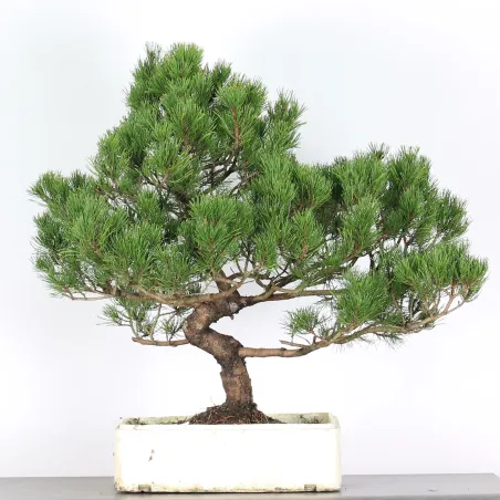 Mugo Bonsai Pine PM-4-9