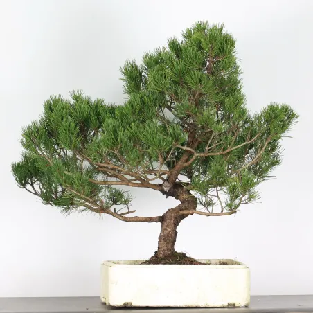 image supplémentaire - BONSAI PINUS MUGO 4-9