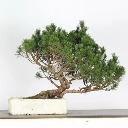 BONSAI PINUS MUGO 4-10